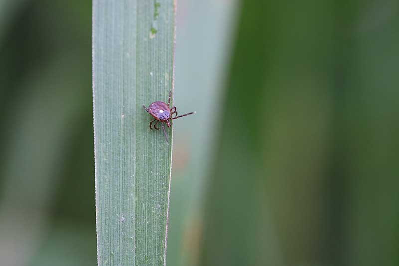 Lone Star Tick Found In Ontario